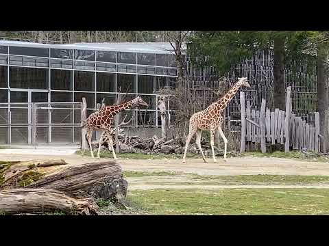 Giraffe geht im Passgang