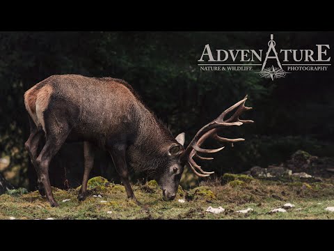 Rotwild im Schwarzwald | red deer in the black forest