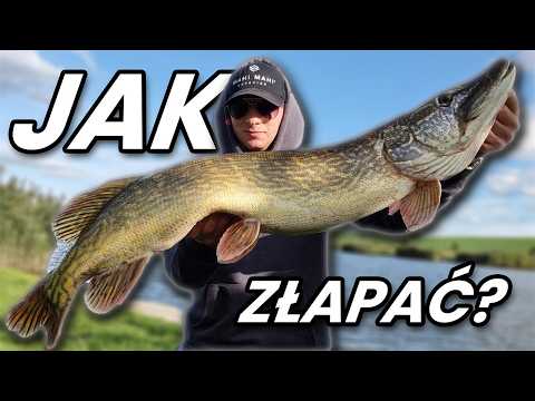 Jak złowić pierwszego SZCZUPAKA? - PORADNIK #1 Najlepsze miejsca!