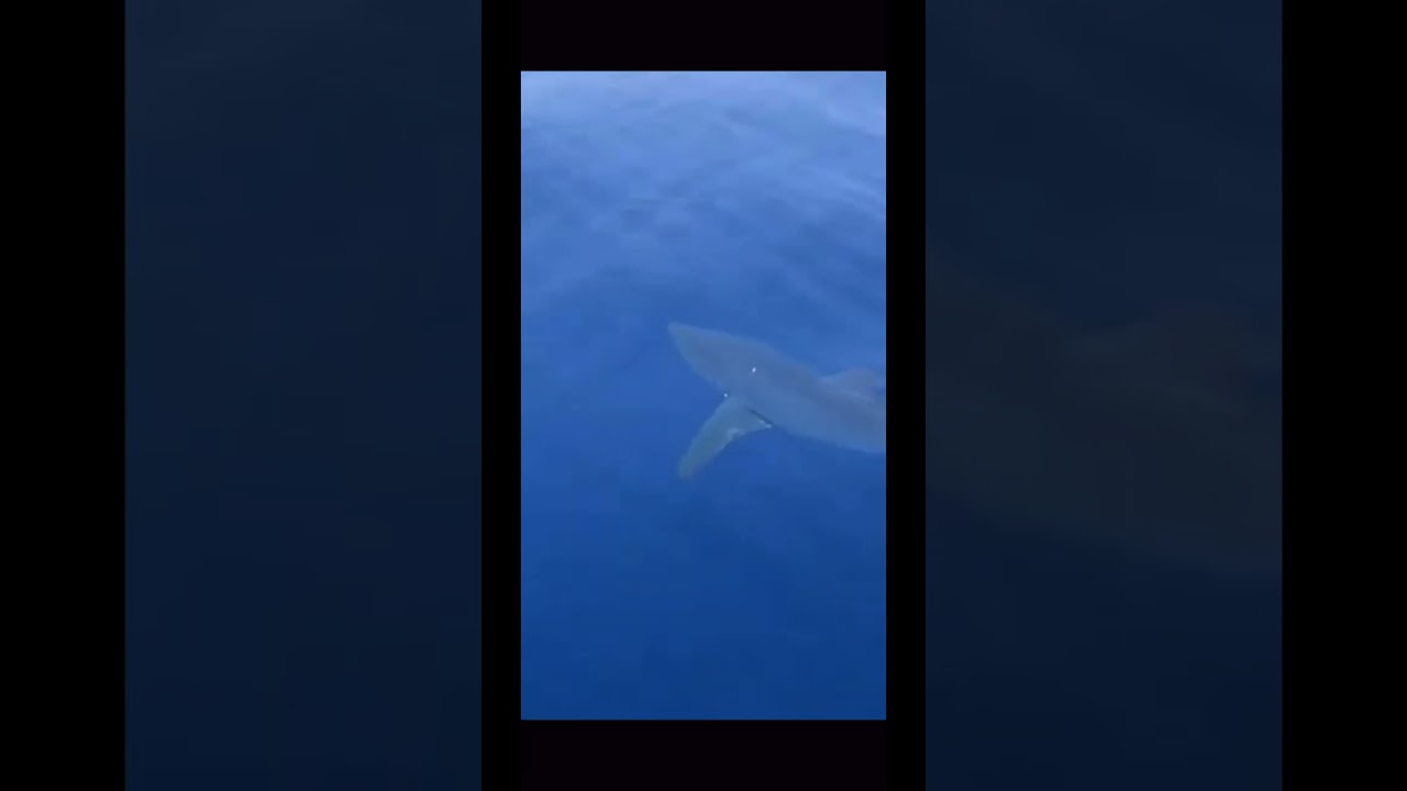 Der vor einem Monat in der Nähe von Zakynthos gesichtete Hai erwies sich als menschenfressender Hai
