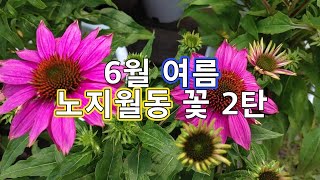 6월(여름)에 심는 노지월동 2탄(031-840-3340) 의정부시 산곡동 518-41번지 예푸른화원