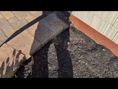 Applying Our Granular Bait to Target Ants in Milltown, NJ