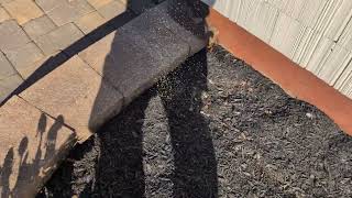 Watch video: Applying Our Granular Bait to Target Ants in Milltown, NJ