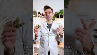 THC a CBD – czym się różni?