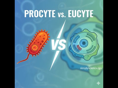 Procyte vs. Eucyte: Der Zelltypen-Vergleich 🦠🔬 | Aufbau von Bakterienzelle, Tier- & Pflanzenzelle