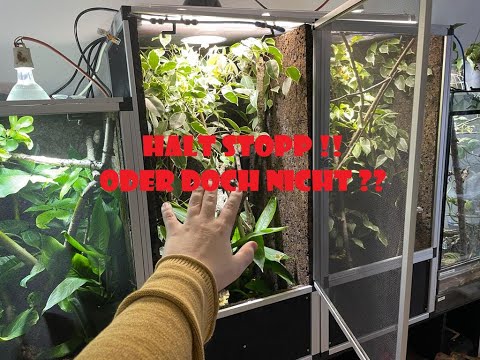 Terraristik für Anfänger - Chamäleon rausnehmen? Ja, nein, vielleicht!