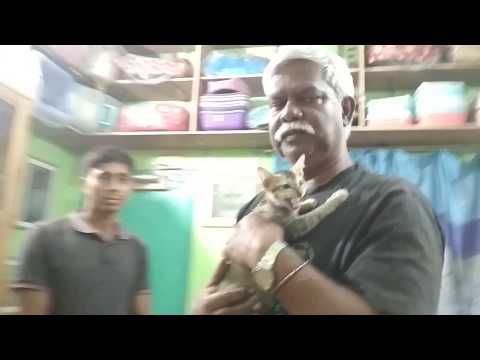 Deshi Cat = True Bengal Cat @ Dr. Sagir's Pet Clinic 01912251312