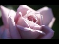 Chris Rea - Every Beat Of My Heart