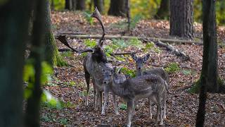 Damwildbrunft im Forstgut Reilmann