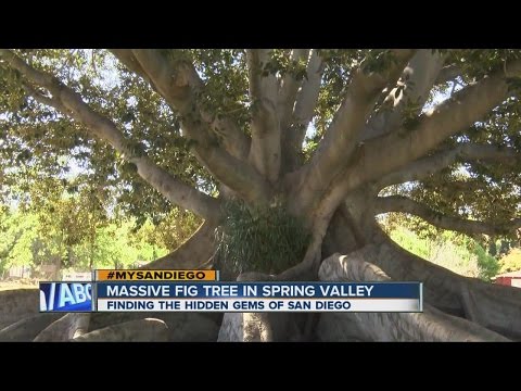#MySanDiego: The massive Spring Valley fig tree