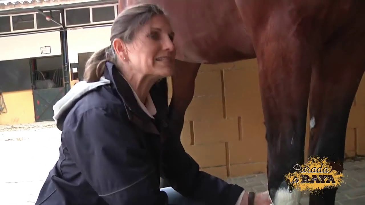 Tratamiento de los tendones del caballo con Greda - Horse1