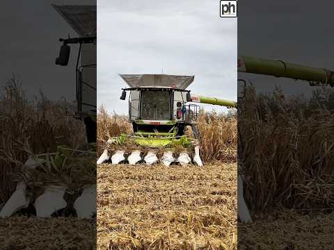 CLAAS Lexion Combine Harvester Working In A Field Of Maize