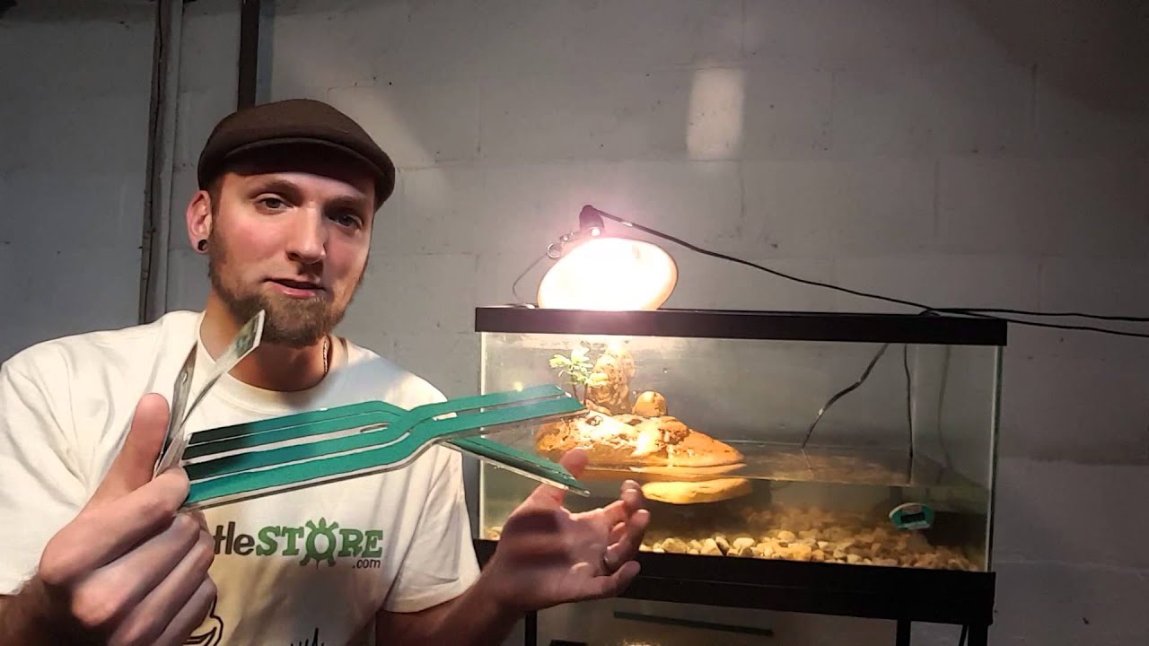 Kordon Turtle Ramp Product Review - My Turtle Store