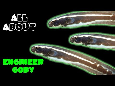 All About The Engineer Goby