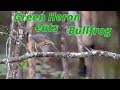 Green Heron Eats American Bullfrog At VW Wetlands Chattanooga