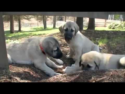 Pet4you: Dogs Anatolian Shepherd - Tσοπανόσκυλο Τουρκίας