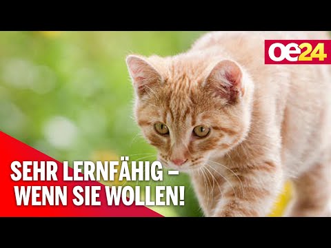 Studie: Katzen noch intelligenter als gedacht