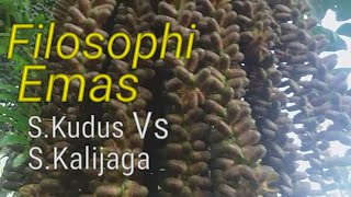 Download lagu KOLANG KALING EMAS MU'JIZAT SUNAN KUDUS VS SUNAN KALIJAGA mp3