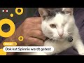 Ook honden en katten krijgen een corona-test