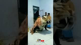 Download lagu Can macanan singo raung mp3