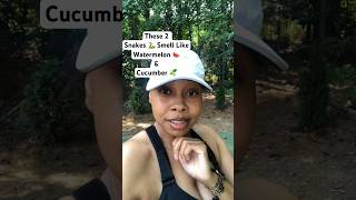 These 2 Snakes 🐍 Smell Like Watermelon 🍉 &amp; Cucumber 🥒!!! #snakes #shortsvideo