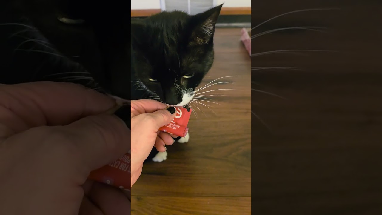 Enlarge Little (and Hissie Fit), a Adoptable Tuxedo in Jamesville, NY video 6/6