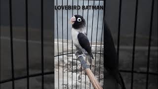 Download lagu Lovebird Batman Personata Ngekek | Double Dark Factor Lovebird Personatus | Ternak Lovebird #Shorts mp3