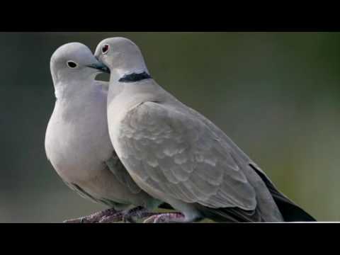 Romina Basso & Alberto Mesirca - José Marín (1619–1699): "Tortolilla, si no es por amor"