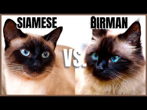 Siamese Cat VS. Birman Cat