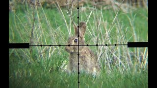 The Airgun Show – Scope-cam rabbit hunting, PLUS Daystate Wolverine R review