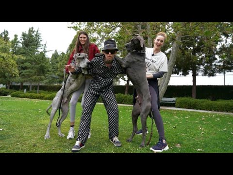 DogDaddy trains our GIANT puppies!