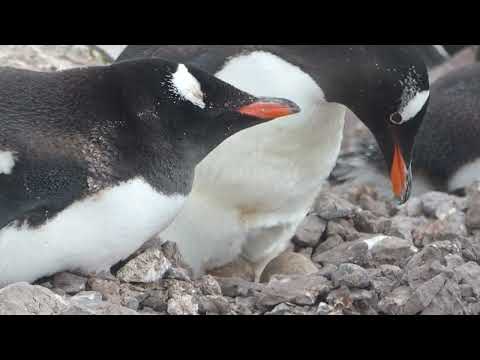 Tučniak papuánsky (Pygoscelis papua) — inkubácia vajec na Half Moon Island