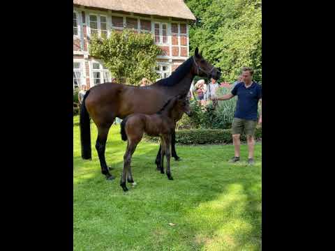 SF von Fürst Belissaro Fohlenschau 06/2021