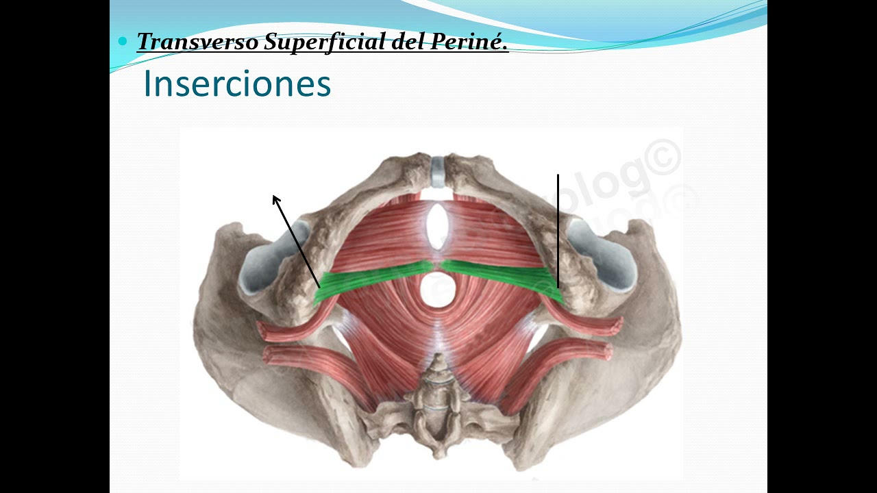 Músculos del Periné