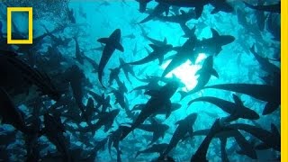 Onward: Visit the World's Largest Open-Ocean Fish Farm | National Geog