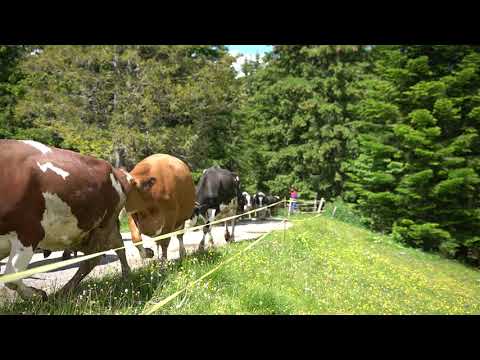 2021 transumanza malga marcai