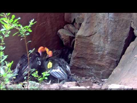 Both Adults Visit Condor Chick in Devils Gate – June 8, 2017