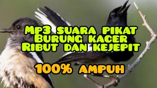 Download lagu MP3 suara pikat kacer ribut dan kejepit jamin 100% ampuh anti zonk mp3