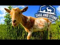 Fast & Easy Homestead Breakfast (Before Moving Goats)  | Farm Life VLOG