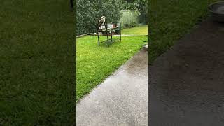 Download lagu Drenched kookaburra waiting for offerings... #kookaburra #rain #wildlife mp3 Download lagu Drenched kookaburra waiting for offerings... #kookaburra #rain #wildlife mp3