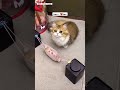 Tujhe Sab Hai Pata Meri Maa Mother Love Cutecat Cats Catfancy Kitten Shorts Shortsvideo Ytshorts