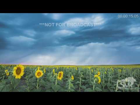 9-14-16 New Underwood, SD Lightning and Sunflowers