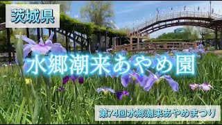【茨城】水郷潮来あやめ園のあやめまつり
