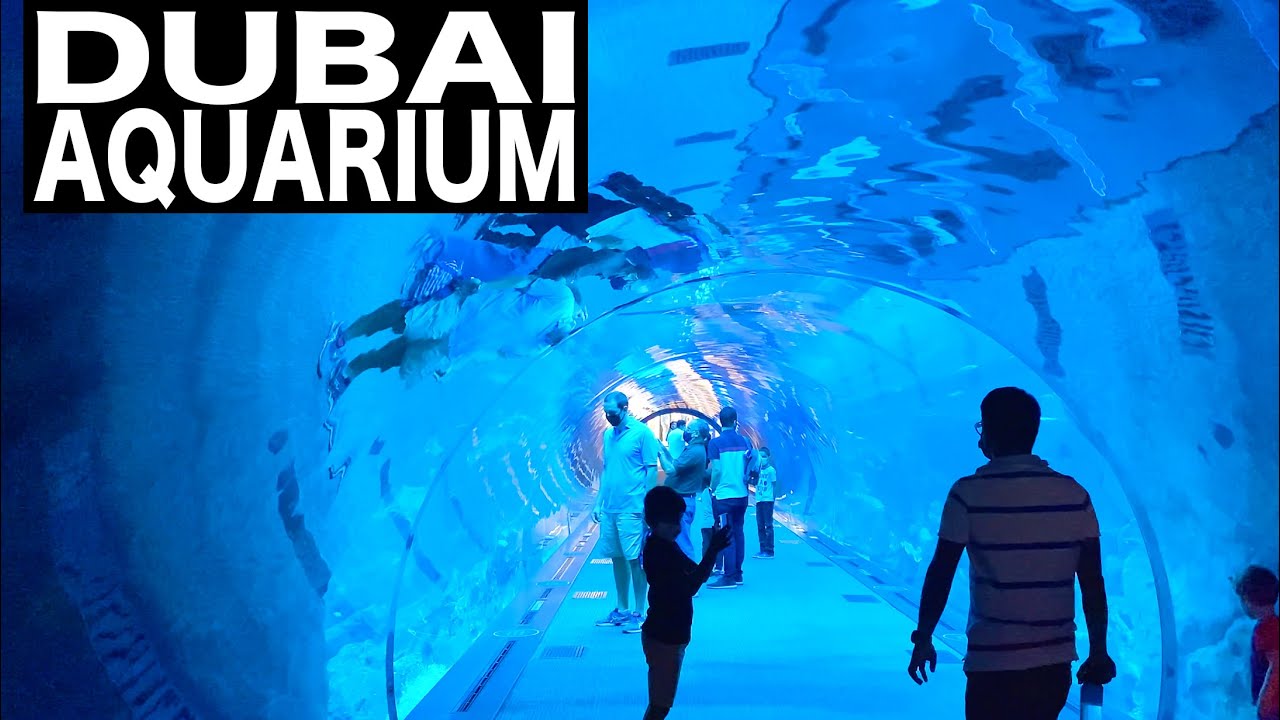 Embark on a walking tour of Dubai Aquarium & Underwater Zoo.
