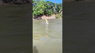 Download lagu Pesca de dorados en río parana, Argentina. mp3