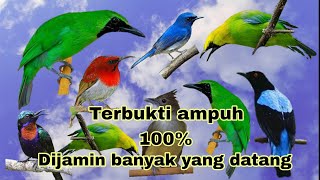 Download lagu Suara pikat burung ribut,,di jamin banyak yg datang,,sudah saya buktikan sendiri.. mp3