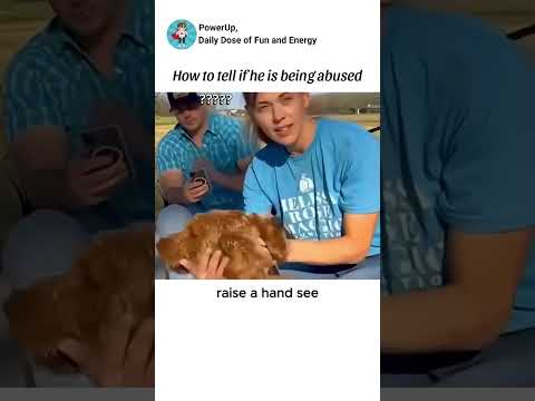 How to tell if a dog is being abused #funny #humor #shorts #dog