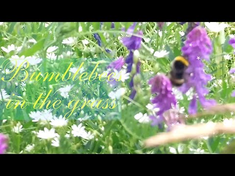 Relax Nature - Jeff Hanley - Romantic Folk Acoustic Guitar - Bumblebees in the grass Wondrous Summer