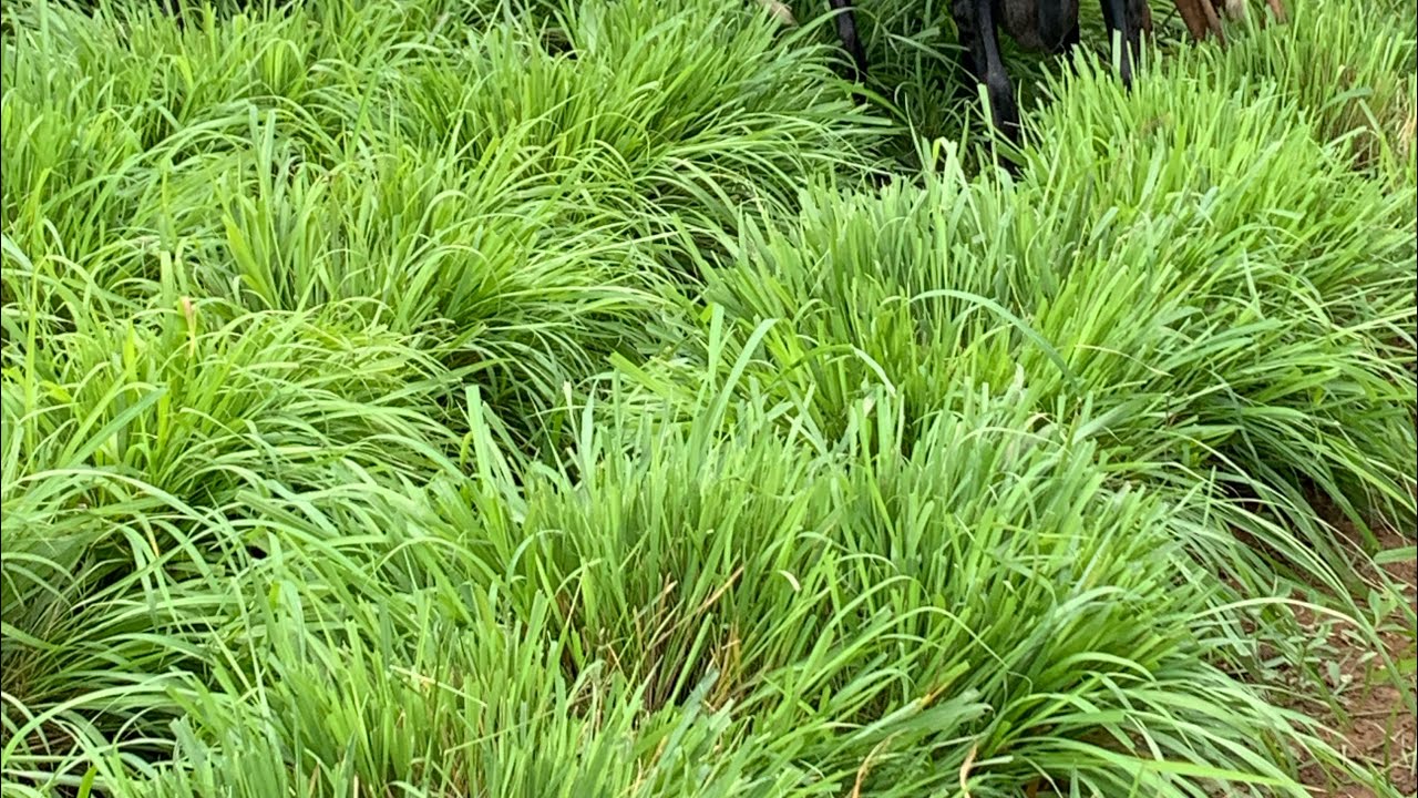 A escolha da planta forrageira