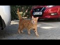 Orange Cat Meowing Loud And Squeaky Is So Cute